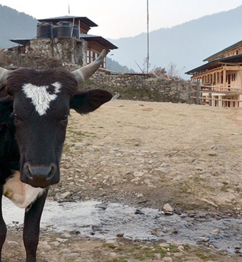 phobjikha-valley-cow-houses-bhutan-all-travels-tour